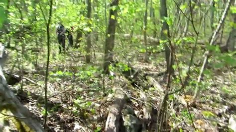 Timber Rattlesnake On Overall Run Beecher Ridge Trail Shenandoah Nat L