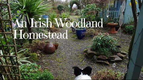 An Irish Woodland Homestead Youtube