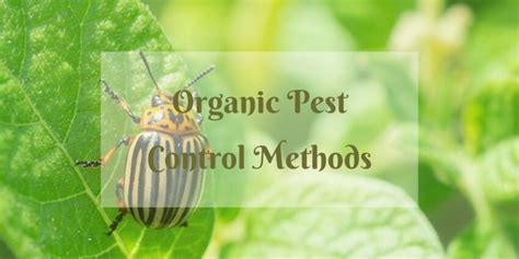 Eco Friendly Pest Control Safe Solutions For Your Garden No Collapse