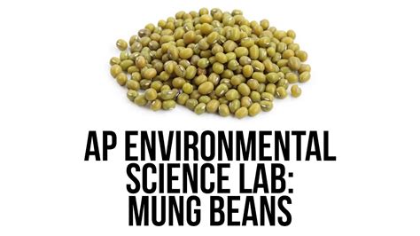 Ap Environmental Science Lab Mung Beans Youtube