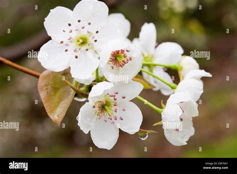 Asian Pear Tree Blossoms Pyrus Pyrifolia Stock Photo Alamy