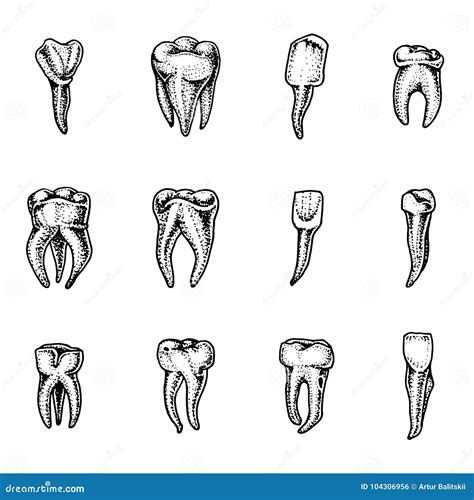 Émail Des Dents Molaire Ensemble Dentaire Travail Du Dentiste Et Du