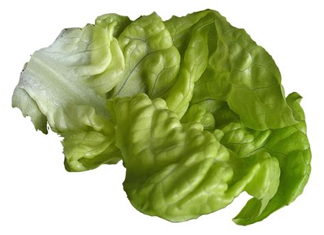 Romaine Lettuce Png