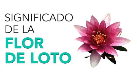 Significado De La Flor De Loto Su Origen Y C Mo Utilizarla Youtube