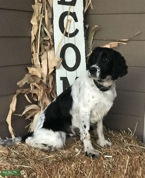 AKC - CKC - Certified - Black & White English Springer Spaniel - Stud