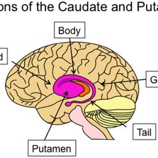 (PDF) The visual corticostriatal loop through the tail of the caudate: Circuitry and function