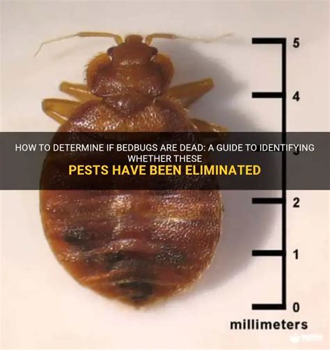 determine  bedbugs  dead  guide  identifying