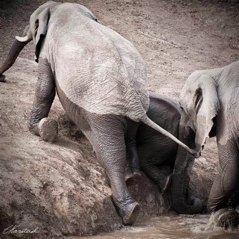 Elsen Karstad S Pic A Day Kenya Mara River Elephants Masai Mara Kenya