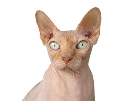 6 Hairless Cat Breeds You Need to Know About (Because They're Great)