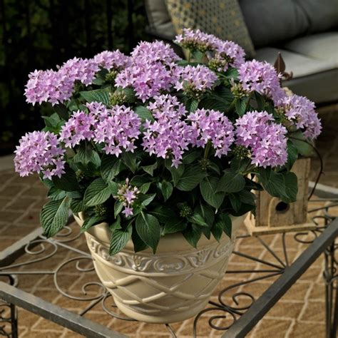 How to Grow Flowering Penta - Watters Garden Center