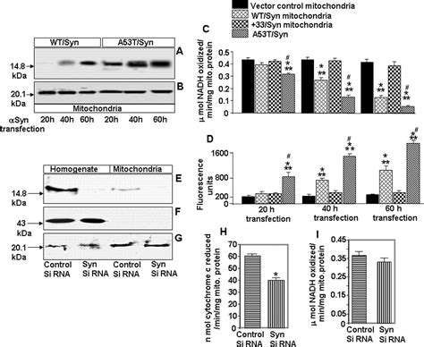 Mitochondrial Import And Accumulation Of Synuclein Impair Complex I