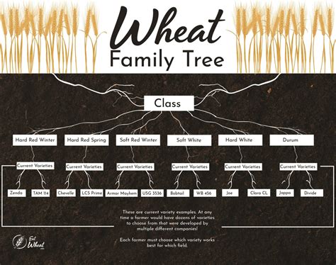 Classes Of Wheat Which Wheat For What Eatwheat