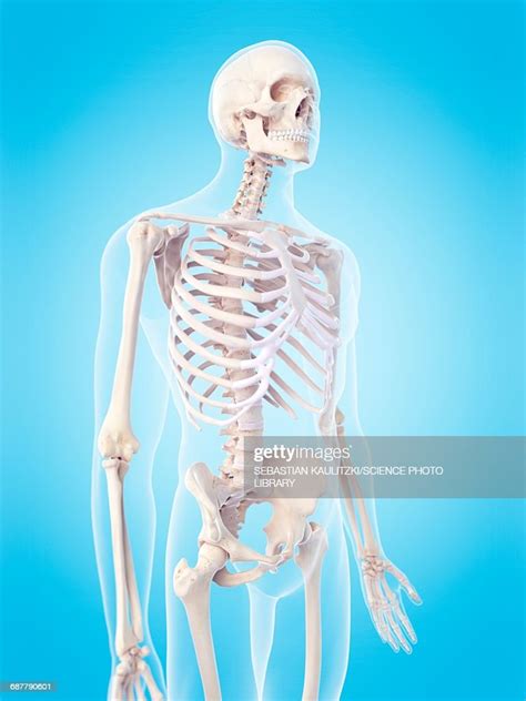 Human Skeletal Structure Illustration High Res Vector Graphic Getty