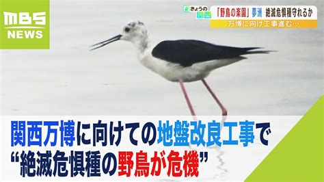 『万博によって喪失する』地盤改良工事で“絶滅危惧種の野鳥が危機”と訴える声（2022年7月4日） Youtube