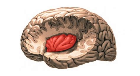 The insula is the area of your brain where your conscience lives.