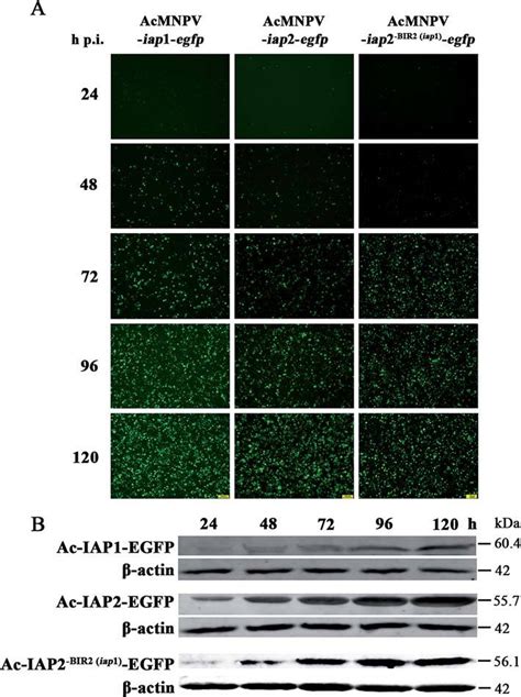 Expression Level Analysis Of Ac IAPs During The Infection Process In