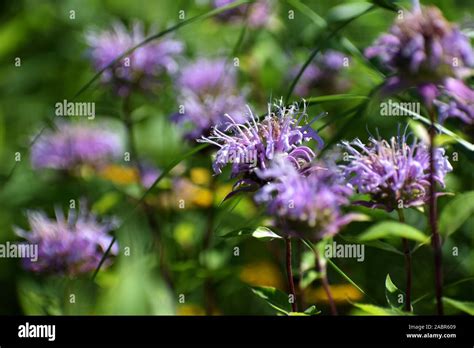 Wild Bergamot Flowers Stock Photo - Alamy