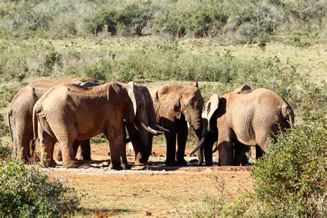 Elephants Having A Meeting Elephants Having A Meeting At The Dam Save