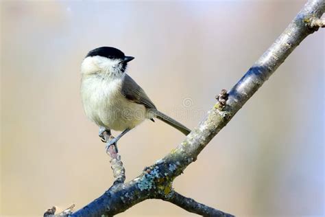 The Marsh Tit Poecile Palustris Is A Passerine Bird Stock Image