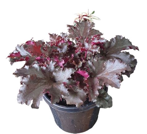 HEUCHERA Black Taffeta | The Garden Feast