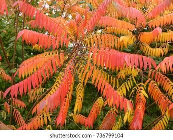 Rhus Typhina Syn R Hirta Images Stock Photos Vectors Shutterstock