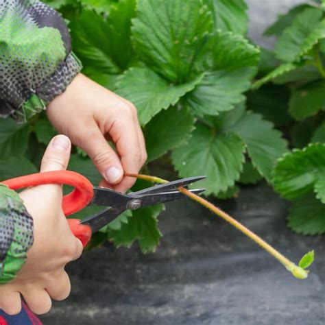 Strawberry Plants 1 Strawberry Resource