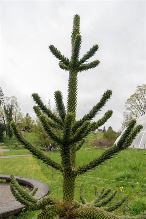monkey puzzle tree  araucaria araucana  zurich  switzerland stock