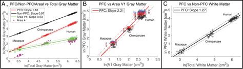 Quantitative Assessment Of Prefrontal Cortex In Humans Relative To