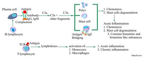 Chapter 9: Complement (Complement System) - Labpedia.net