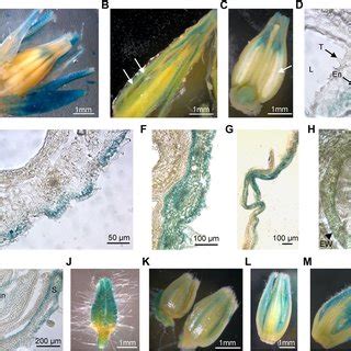 Cuticular Wax And Cutin Composition Of MicroTom Wild Type WT And