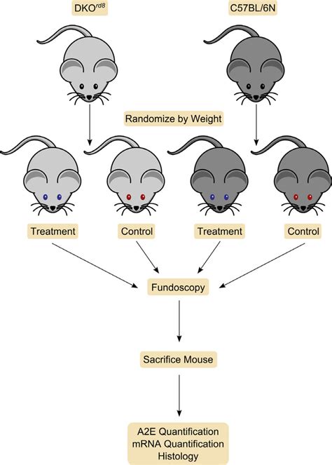 In Group Control Experiments Dkord8 And C57bl6 Wt Mice Are