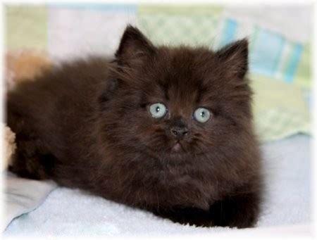 Black Persian Kittens | Black Persian Cats | Doll Face Persian Kittens