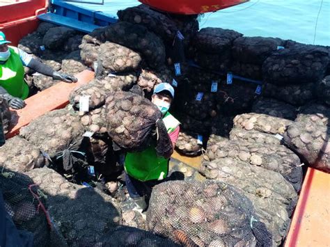 Piura Los maricultores de Sechura celebran el día de la concha de