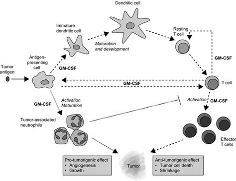 Systematic Review Of The Use Of Granulocytemacrophage Colony