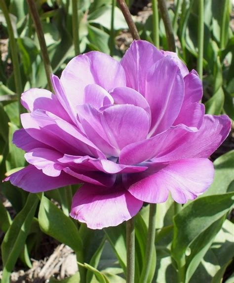 Tulip Blue Spectacle Blue Spectacle Is An Irresistible Beauty With Deep Violet Purple Flowers