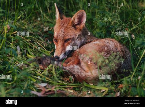 Fox cub hi-res stock photography and images - Alamy