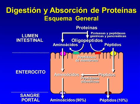 Digestión y Absorción de Proteínas ppt descargar