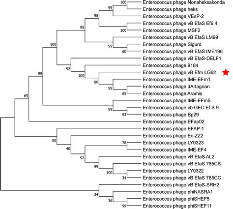 Phylogenetic Trees Of Terminase Large Subunit Constructed With Phage