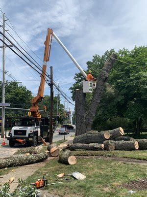 FAMA TREE SERVICE Updated February 2025 10 Photos Bergenfield