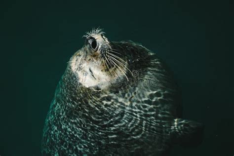 Closeup Shot of a Harbor Seal Swimming in the Water Stock Photo - Image of lake, swimming: 186098824