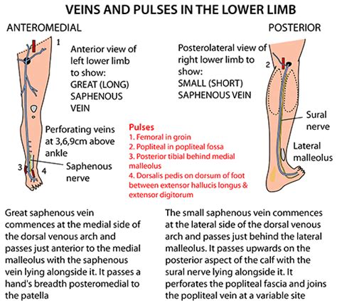 Instant Anatomy Lower Limb Vessels Veins Superficial