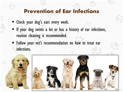 PPT - Ear Infection in Dogs: Causes, Treatments and Prevention