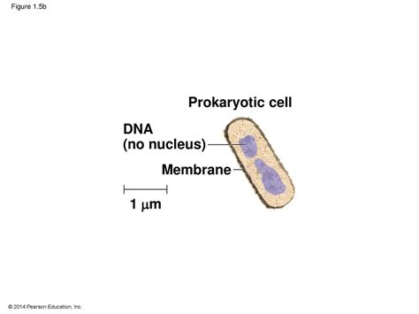 Introduction Evolution And The Foundations Of Biology Ppt Download