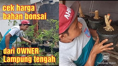 Cek Harga Bahan Bonsai Prospek Youtube