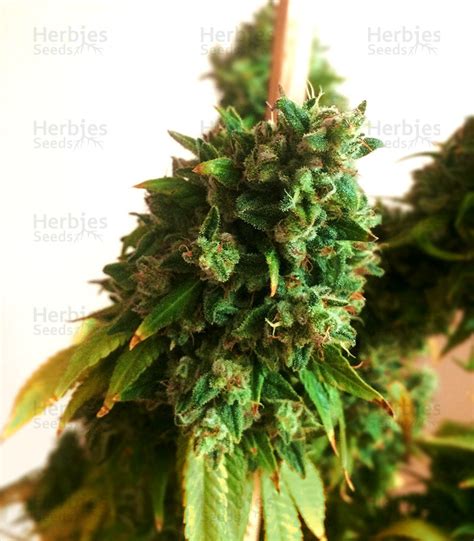 Sour Diesel Regular seeds for sale - Herbies Seeds