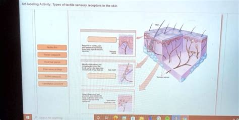 Art Labeling Activity Types Of Tactile Sensory Receptors In The Skin