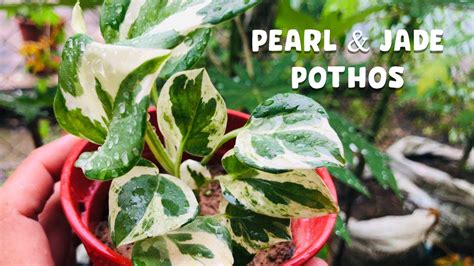 PEARLS JADE POTHOS DEVIL S IVY SIRIH GADING YouTube