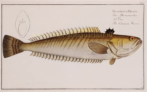 Common Weever Fish Original Engraving 18th Century Print Ichtyology Bloch