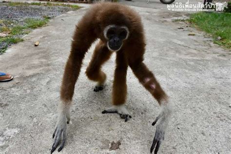 Wild Gibbon Kept As Human Baby For 15 Years - The Dodo