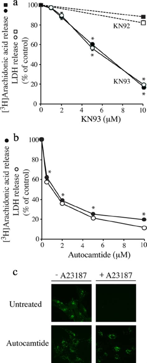 Camkii Inhibitors Block A23187 Stimulated Arachidonic Acid Release Ldh